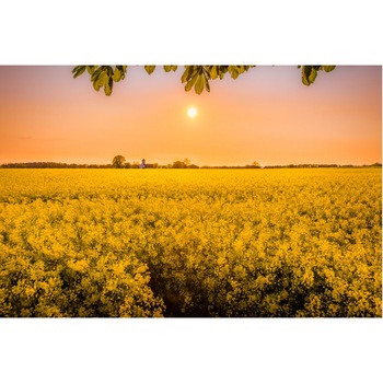 Tablou canvas Camp de rapita (45 x 30 cm) Tablou canvas Camp de rapita (45 x 30 cm)