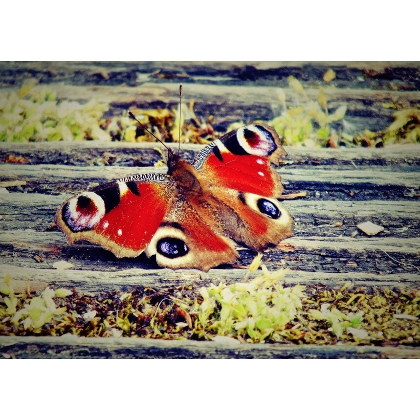 Fototapet Fluture rosu (270 x 255 cm)