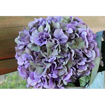 Fototapet Hortensie 300 x 200 cm Fototapet Hortensie 300 x 200 cm