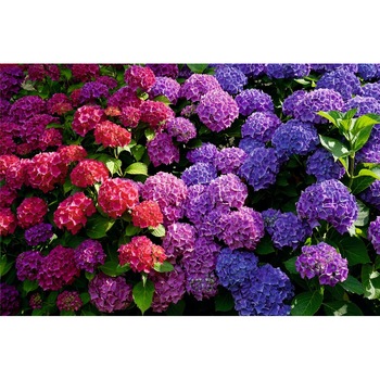 Fototapet Superbe hortensii 300 x 200 cm Fototapet Superbe hortensii 300 x 200 cm