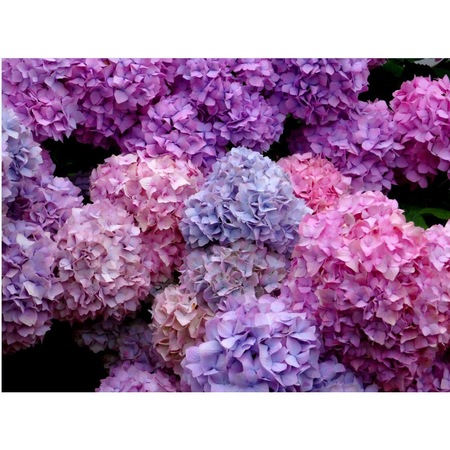 Tablou Canvas Superbe Hortensii 45 X 30 Cm Emag Ro
