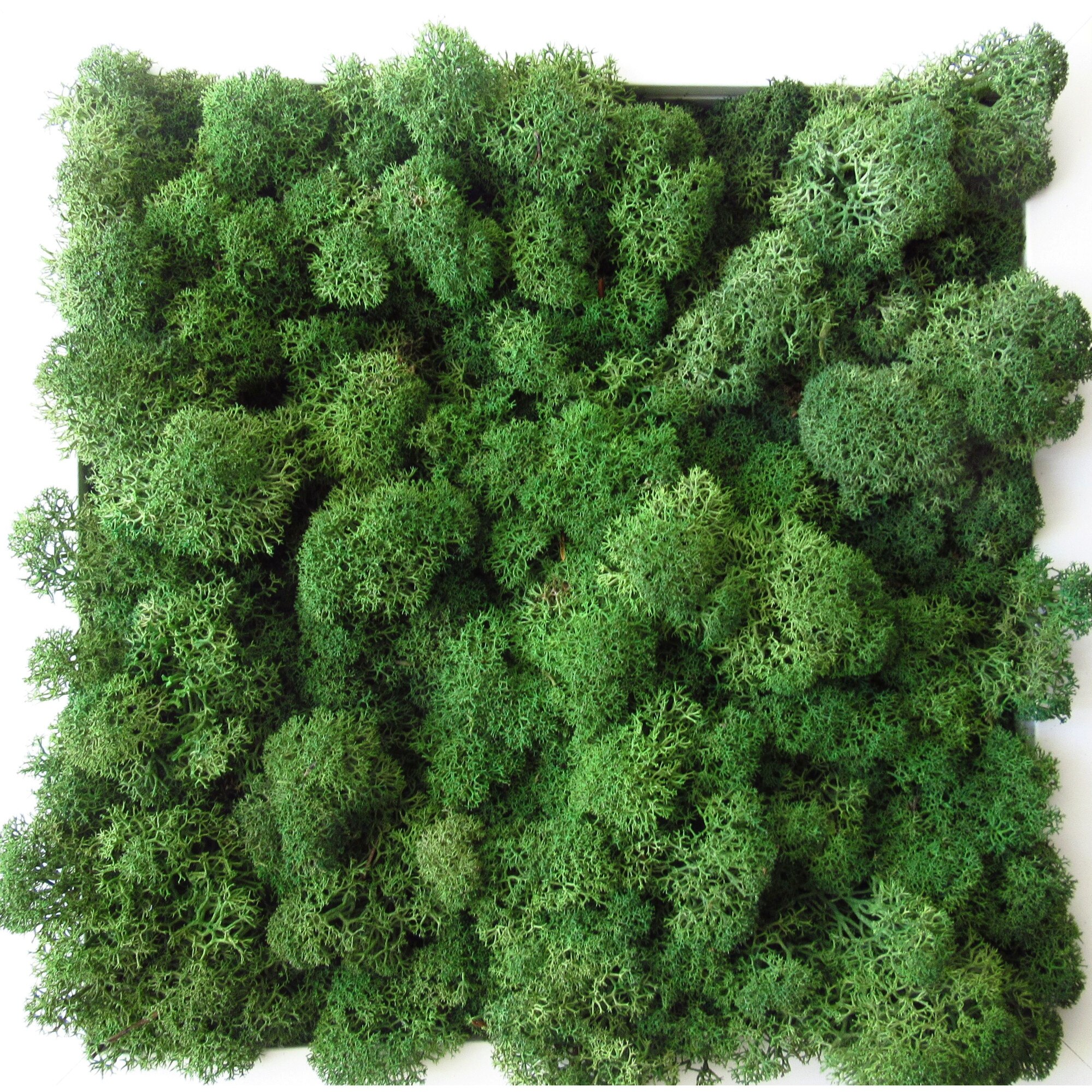 Tablou cu licheni Green Walls 25 x 25 cm