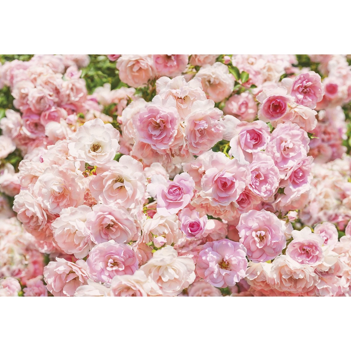 Fototapet , Colectia Komar Vol 15, Categoria Deluxe , 8 piese , dimensiuni 368x254 cm , 8-937