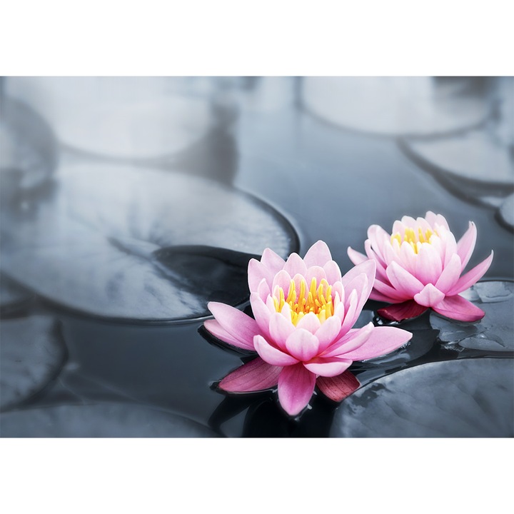 Tablou grand canvas "water lily flowers blooming" - 120 x 80 cm