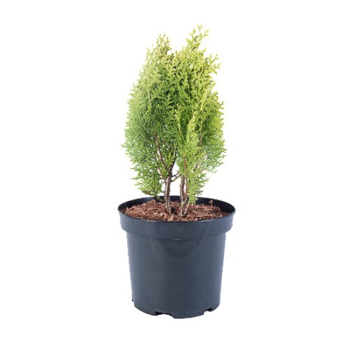 Tuia - Thuja Orientalis Aurea Nana - inaltime 20 - 30 cm