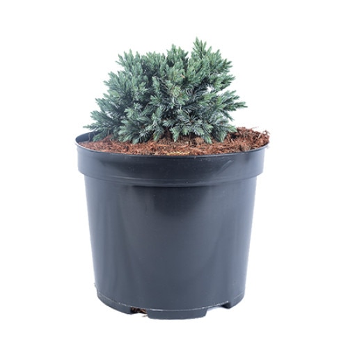 Ienupar - Juniperus Squamata Blue Star 20 - 40 cm