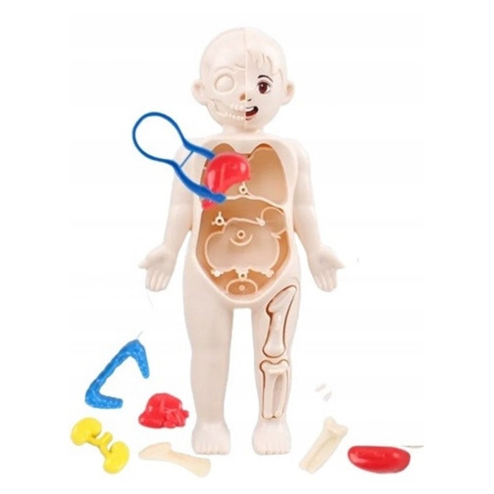 Set modele organe umane pentru copii 14 piese, jucarie educationala demontabila, Multicolor, model 31CJ-K0274-260810-9445