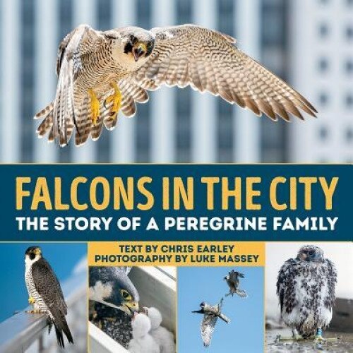 Falcons in the City: The Story of a Peregine Family, Chris Earley (Author)