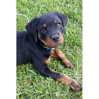 So Cute Rottweiler Puppy Dog Pet Journal: 150 Page Lined Notebook/Diary, Cs Creations (Author) So Cute Rottweiler Puppy Dog Pet Journal: 150 Page Lined Notebook/Diary, Cs Creations (Author)