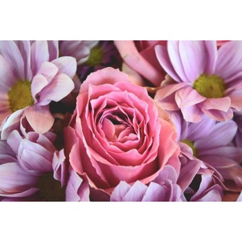 Tablou canvas Trandafir roz cu margarete (45 x 30 cm) Tablou canvas Trandafir roz cu margarete (45 x 30 cm)