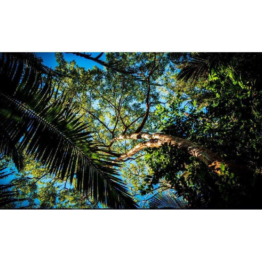 Fototapet din autocolant de perete Cer printre crengi 200 x 135 cm