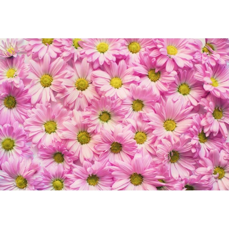 Fototapet din autocolant de perete Margarete roz 270 x 200 cm