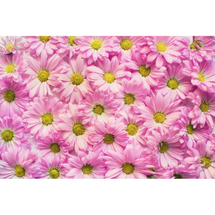 Fototapet Margarete roz 300 x 200 cm