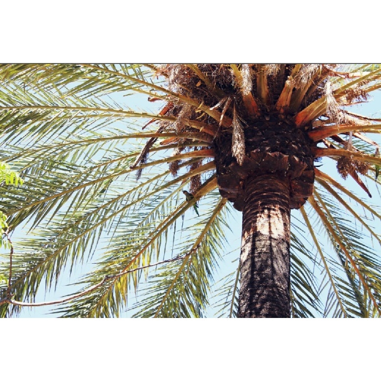 Fototapet de perete autoadeziv si lavabil Umbra palmierului 200 x 135 cm