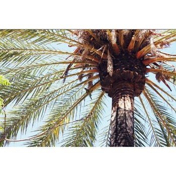 Fototapet Umbra palmierului (270 x 255 cm) Fototapet Umbra palmierului (270 x 255 cm)