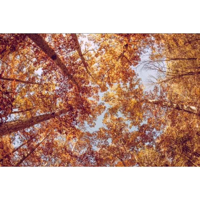 Fototapet din autocolant de perete Cer vazut toamna 200 x 135 cm