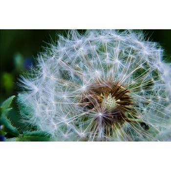 Fototapet Zbor de papadie 300 x 200 cm Fototapet Zbor de papadie 300 x 200 cm