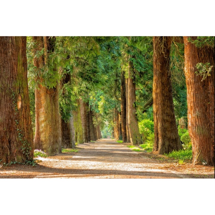 Fototapet Arbori seculari 300 x 200 cm