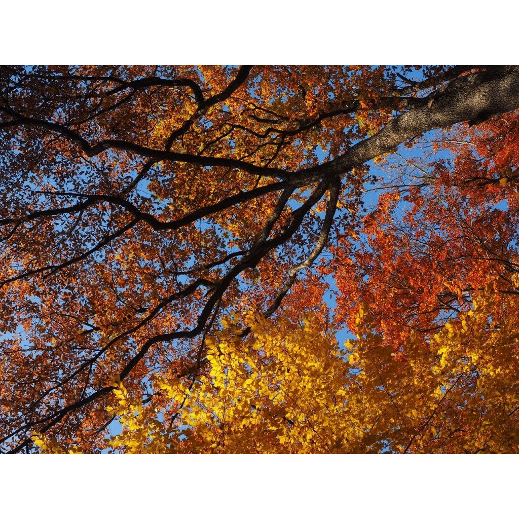 Fototapet Frunzele toamnei 300 x 200 cm