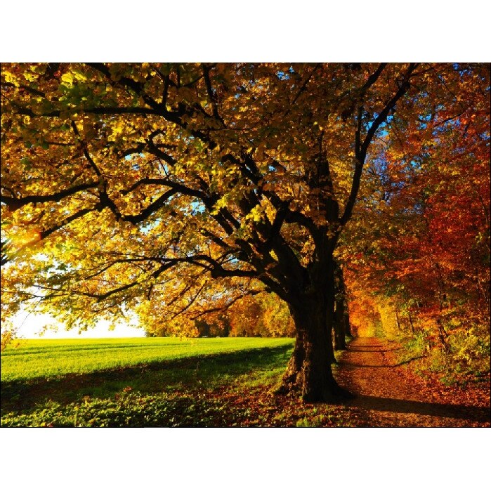 Fototapet La marginea padurii 300 x 200 cm