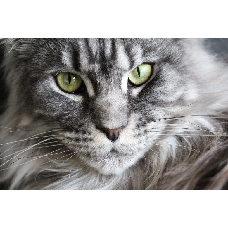 Fototapet din autocolant de perete Privire de pisica 200 x 135 cm