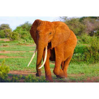 Tablou canvas Elefant in savana (105 x 70 cm) Tablou canvas Elefant in savana (105 x 70 cm)