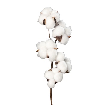 Cauți Floare Bumbac Alege Din Oferta Emag Ro