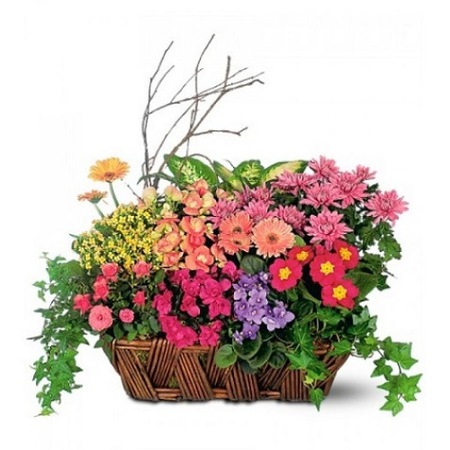 Cos Cadou Cu Plante In Ghiveci Azalee Begonie Violeta Kalanchoe Trandafir Crizantema Gerbera Plante De Camera Colt De Rai Emag Ro
