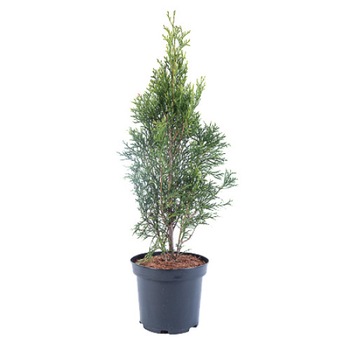 Tuia - Thuja Occidentalis Smaragd 50-60 cm Tuia - Thuja Occidentalis Smaragd 50-60 cm
