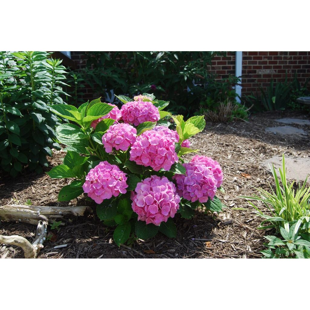 Hortensie Hydrangea Forever and Ever 80 cm eMAG.ro