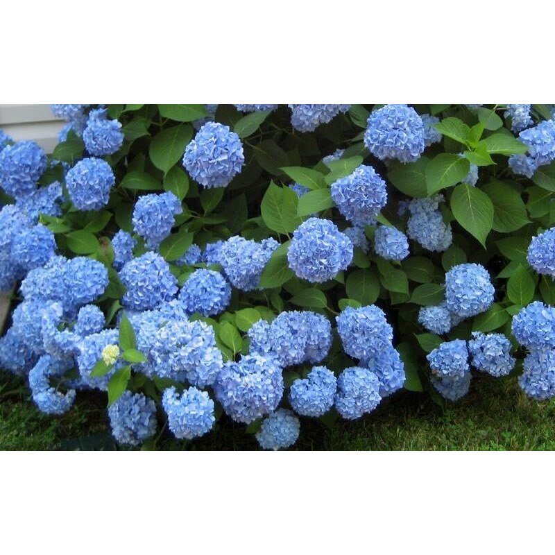Hortensie Hydrangea Forever and Ever 80 cm eMAG.ro
