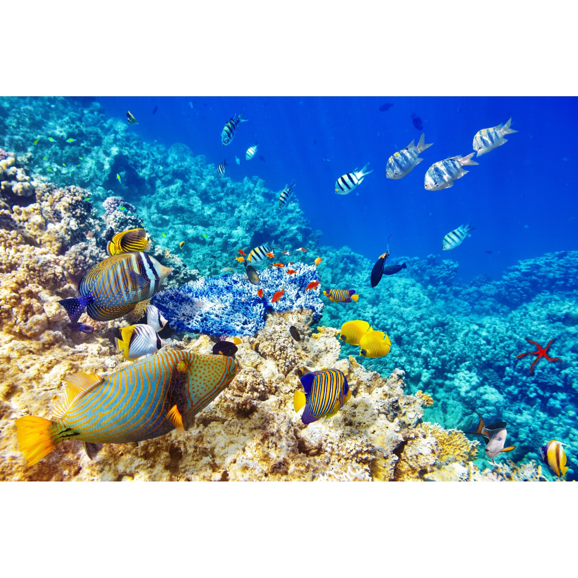 Fototapet Pesti si Corali, 225 x 150 cm