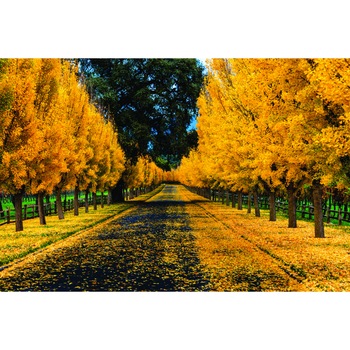 Fototapet Drum tomna, 180 x 120 cm Fototapet Drum tomna, 180 x 120 cm