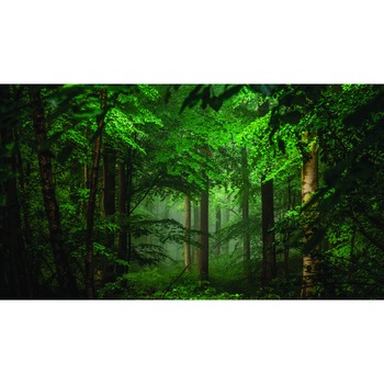 Fototapet Forest , 265 x 150 cm Fototapet Forest , 265 x 150 cm