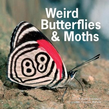 Weird Butterflies and Moths, Ronald Orenstein (Author) Weird Butterflies and Moths, Ronald Orenstein (Author)