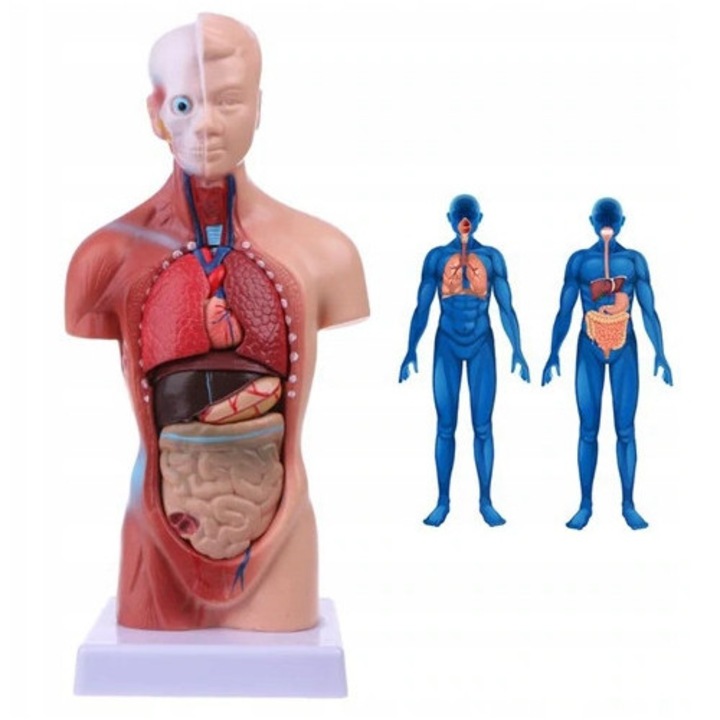 Model de anatomie trunchi uman 31CJ-K0274-260810-8782, cu organe detasabile, multicolor, pe suport