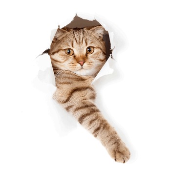 Fototapet 3D perete pisica ,VIVO Fototapet 3D perete pisica ,VIVO