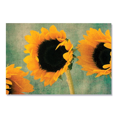 Tablou Canvas - Flori, Floarea-soarelui , Vara, 80 x 120 cm