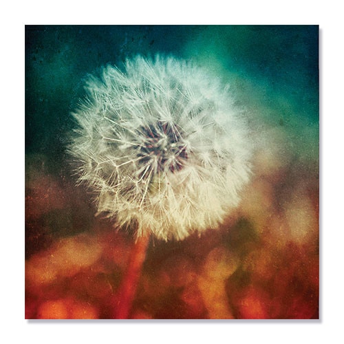 Tablou Canvas - Flori, Floare, Papadie, 100 x 100 cm