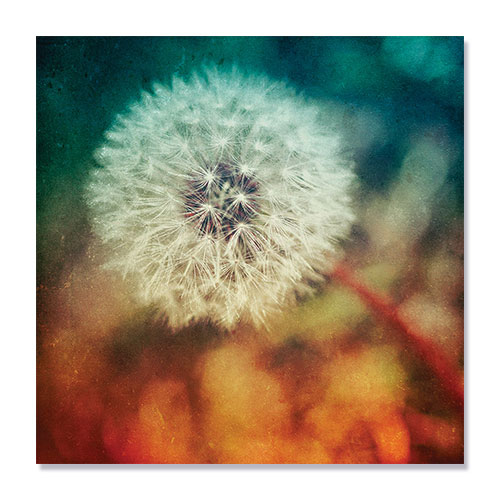 Tablou Canvas - Flori, Floare, Papadie, Vara, 100 x 100 cm