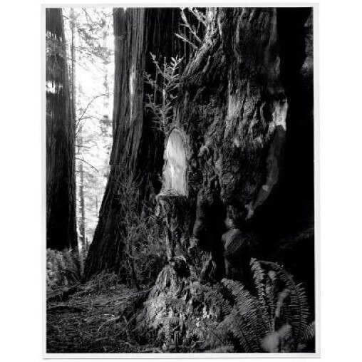 Live Burls: Poaching the Redwoods, Kirk Crippens (Author)