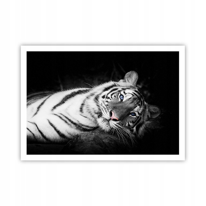 Poster Tigru Alb 100x70cm, Decoratiune Perete, Camera de Zi, Dormitor