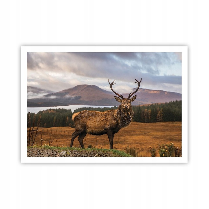 Poster Decorativ Animale 100x70cm, Print Premium, Perete Camera