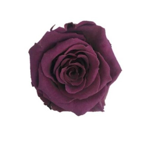 Trandafir criogenat mov