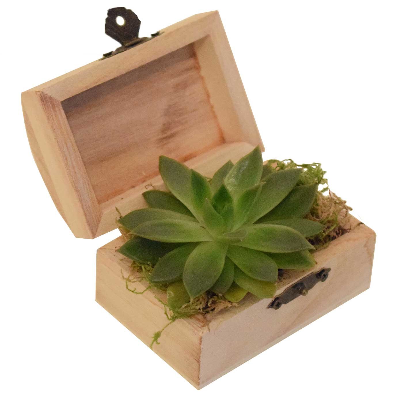 Planta suculenta in cufar din lemn