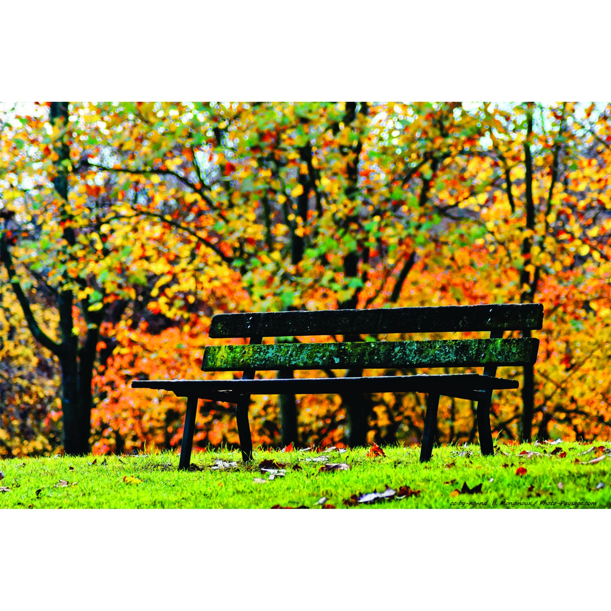 Fototapet Banca in tomna. 200 x130 cm