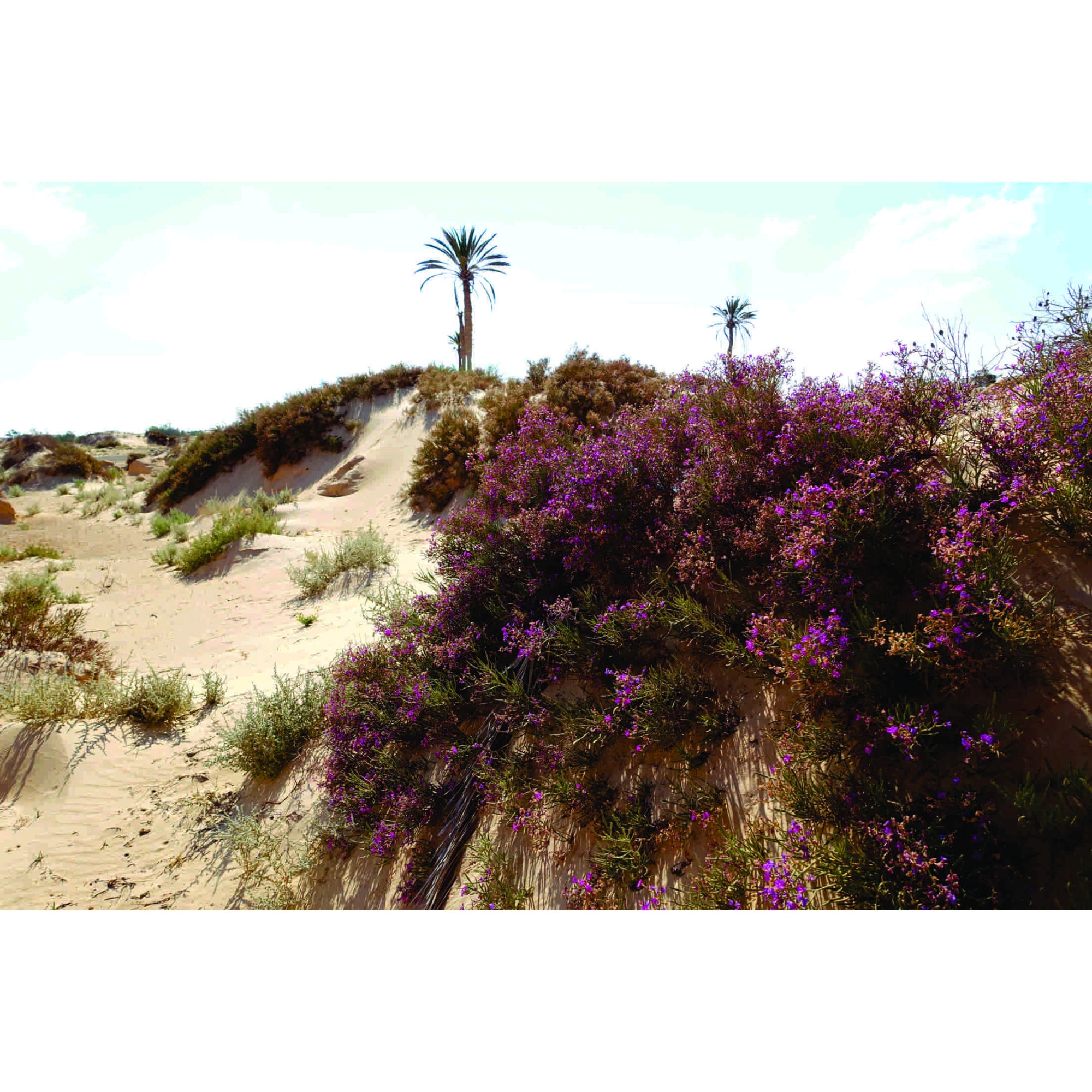 Fototapet Natura in Tunisia, 150x100 cm