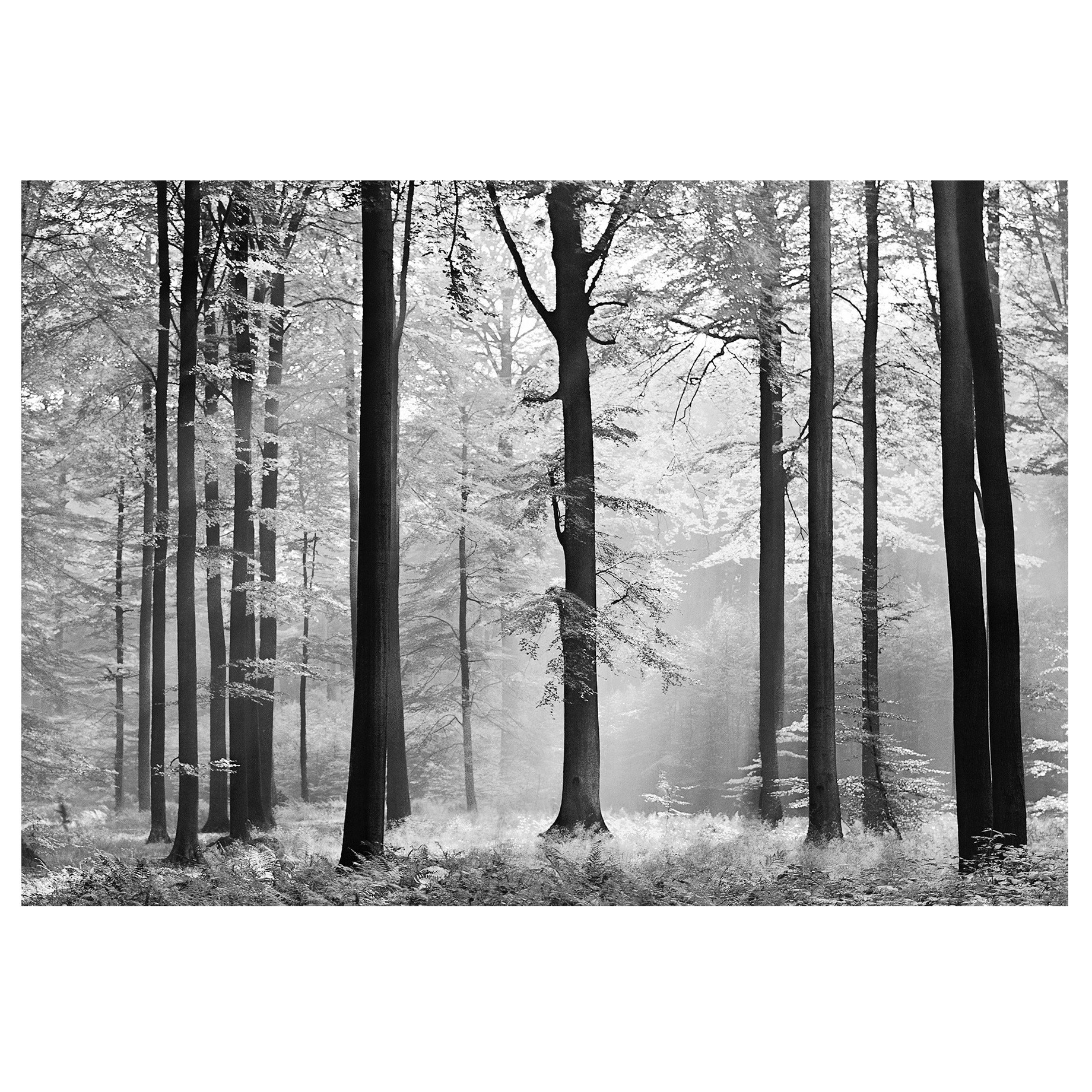 Fototapet , Categoria Deluxe , Gama Wall Murals , 8 piese , dimensiuni 366x254 cm , 00115