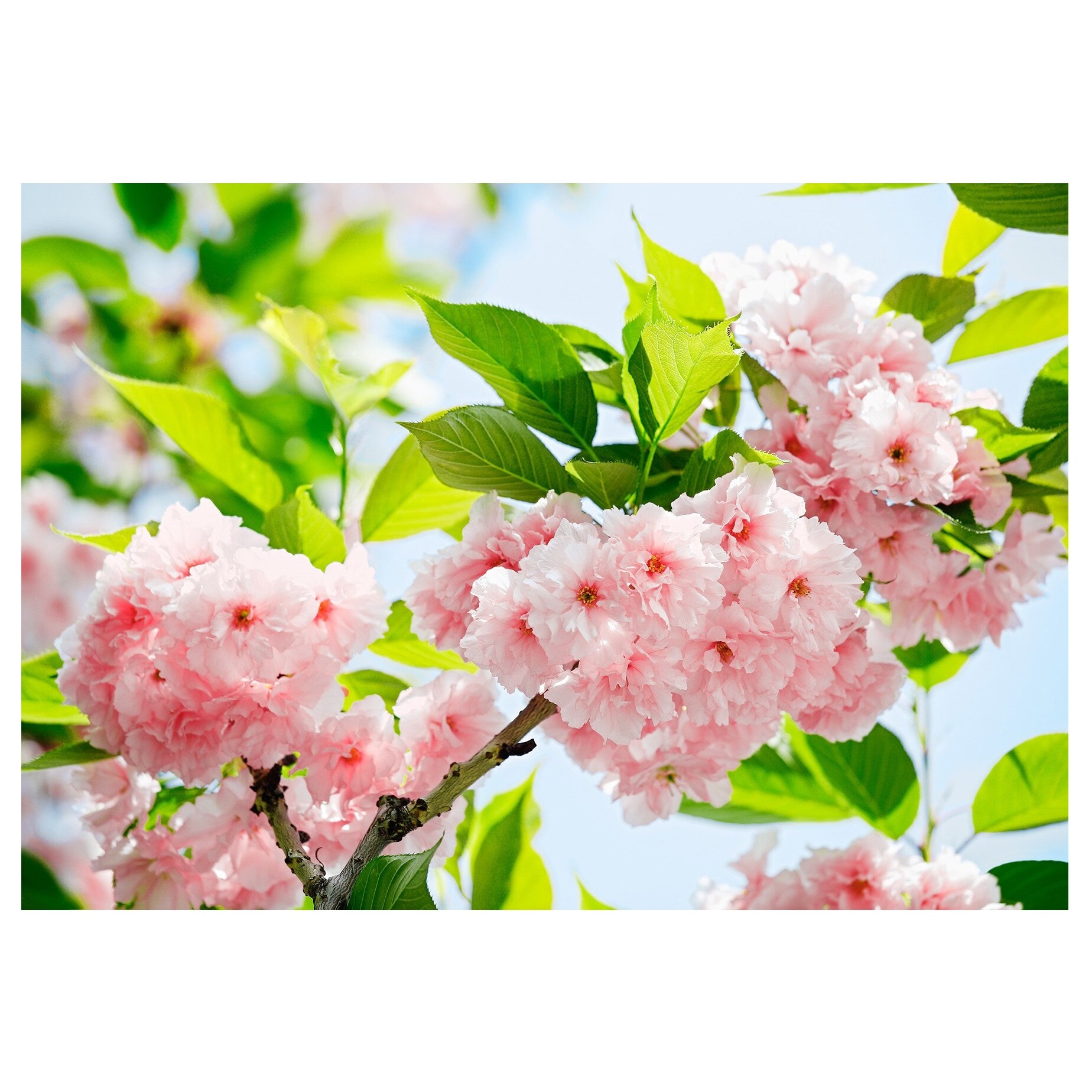 Fototapet , Categoria Deluxe , Gama Wall Murals , 8 piese , dimensiuni 366x254 cm , 00133