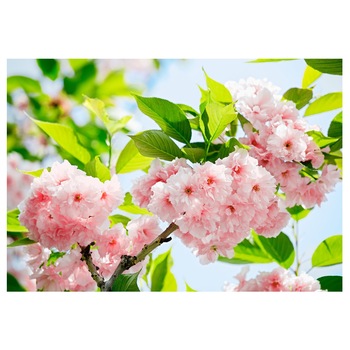 Fototapet , Categoria Deluxe , Gama Wall Murals , 8 piese , dimensiuni 366x254 cm , 00133 Fototapet , Categoria Deluxe , Gama Wall Murals , 8 piese , dimensiuni 366x254 cm , 00133